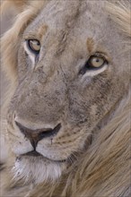 Maned lion (Panthera leo), Portrait, Nsefu sector, South Luangwa National Park, Zambia, Africa