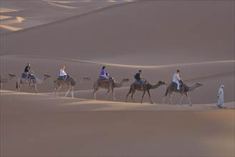 Tourists riding camels in the dunes, Sahara, Merzouga, Meknès-Tafilalet region, Morocco, Africa