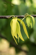 Alangilang, blossom, Nosy Be, Madagascar, Annonaceae (Cananga odorata), Africa