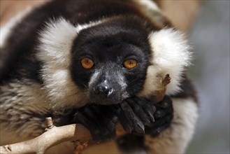 Black-and-white Ruffed Lemur, Madagascar (Varecia variegata variegata)