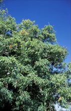 Mango (Mangifera indica) tree, Madagascar, Africa