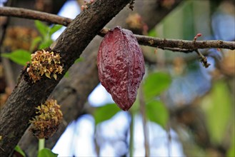 Cacao tree (Theobroma cacao), fruit, Nosy Be, Madagascar, Africa