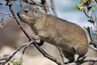 Common Rock Hyrax (Procavia capensis), South Africa, Africa