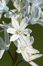 Striped Squill (Puschkinia scilloides), lebanon squill