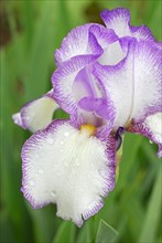 Garden Iris ' (Iris germanica) Pink Veil