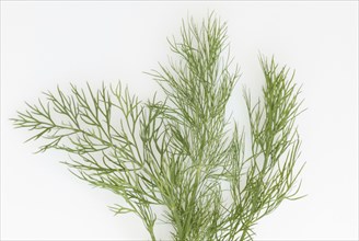 Dill (Anethum graveolens)