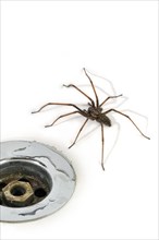 Giant house spider (Tegenaria duellica) (Tegenaria gigantea) in the washbasin, sink next to the