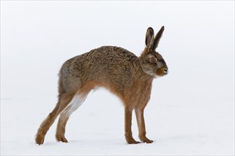 European hare (Lepus europaeus) stretching in the snow in winter, Germany, Europe