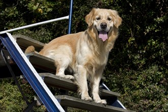 Golden domestic dog (Canis lupus familiaris) sitting on the stairs while running an obstacle course