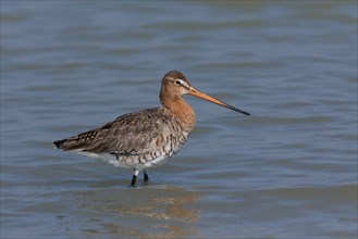 Black-tailed godwit (Limosa limosa) wading through shallow water, Austria, Europe