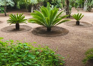 Morocco, Jardin Majorelle Botanical Garden in Marrakech, Africa