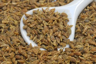 Aniseed (Pimpinella anisum) Seeds