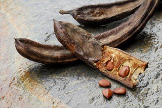 Carob tree (Ceratonia siliqua) fruit husks, carobs