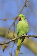 Rose-ringed parakeet (Psittacula krameri) sitting on a branch, palace gardens Biebrich, Wiesbaden,