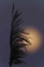 Full moon behind a reed tassel, Middle Elbe Biosphere Reserve, Saxony-Anhalt, Germany, Europe