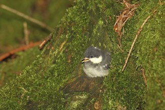 Coal Tit (Periparus ater) Young bird a few minutes in front of fledging from the breeding cavity in