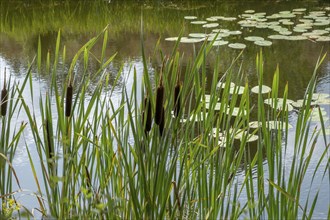 Inflorescence of a bulrush (Typha sp.), Netherlands