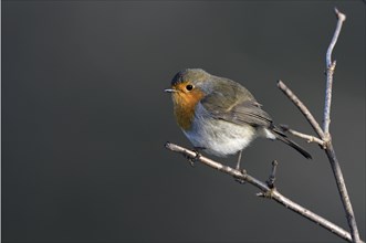 European robin (Erithacus rubecula), North Rhine-Westphalia, Germany, Europe