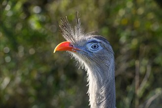 Red-legged seriema (Cariama cristata) at the breeding station of the Conservation Land Trust at the