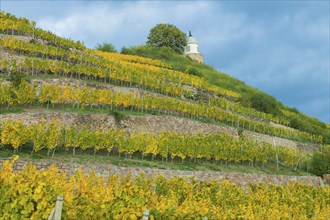 Autumnal evening mood at the Wackerbarth Castle Winery