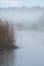 Morning fog on the river Peene, Peene Valley River Landscape nature park Park, Mecklenburg-Western