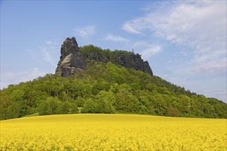 The Lilienstein in a flowering rape field