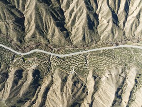 The Gor river valley is grown with cultivated olive trees (Olea eropaea), aerial view, drone shot,