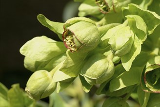 Stinking hellebore (Helleborus foetidus), formerly often used as a medicinal plant