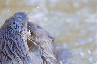 European Otter (Lutra lutra), two animals play and fight in pond, captive