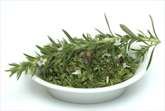 Summer savory (Satureja hortensis), also garden savory, true savory, pepperwort, family of the