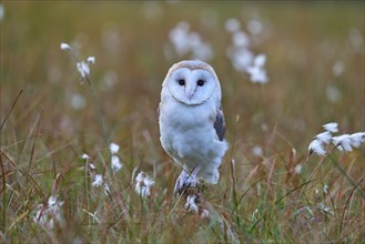 Barn Owl (tyto alba), sitting in meadow