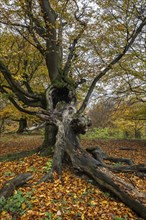 Ancient copper beech (Fagus sylvatica), Hutebuche, Hutewald Halloh, Hesse, Germany, Europe