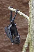 Lyle's flying fox (Pteropus lylei) native to Cambodia, Thailand and Vietnam, male hanging upside