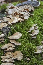 Bitter oyster, bitter oysterling, astringent panus, luminescent panellus, stiptic fungus (Panellus