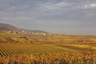 Autumn-coloured vineyards with the wine village of Weyher, Southern Palatinate, Palatinate,