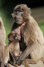 Djelada or gelada baboon (Theropithecus gelada), female with young, captive, occurring in Ethiopia,