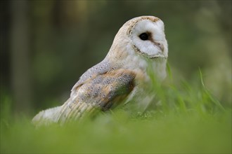 Common barn owl (Tyto alba), captive, Germany, Europe