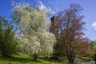 Stolpen Castle in spring