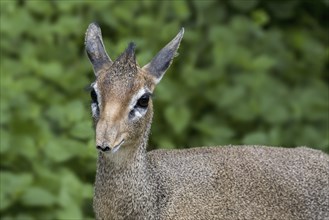 Kirk's dik-dik (Madoqua kirkii) female, small antelope native to Eastern Africa