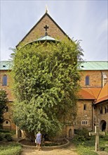 Thousand-year-old rose bush in the cemetery of the Mariendom, landmark of the city of Hildesheim,