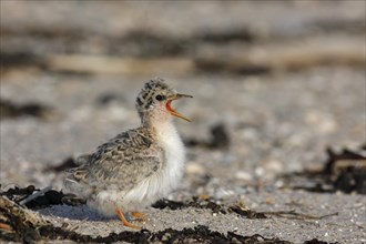 Little Tern (Sternula albifrons), young bird begging for food, Lower Saxon Wadden Sea National