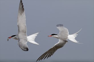 Common Tern (Sterna hirundo), dispute between adults over food, behaviour when food is scarce,