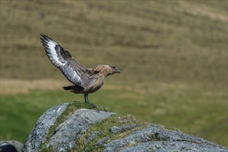 Great Skua (Stercorarius skua) beating its wings, Runde, Møre og Romsdal, Norway, Europe