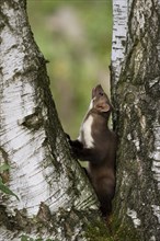 Beech marten (Martes foina), Bitburg, Rhineland-Palatinate, Germany, Europe