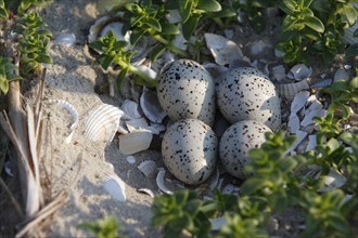 Ringed Plover (Charadrius hiaticula), clutch of eggs on the beach, search image, well camouflaged