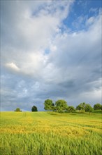 Summer thunderstorm atmosphere over lush green wheat fields in the evening light, Zürcher Oberland,