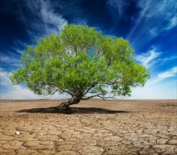 Life ecology solitude concept, lonely green tree on cracked earth