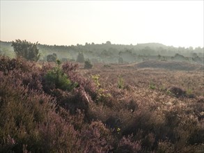 Heath blossom in the early morning in the Lüneburg Heath nature Park. The landscape in the heath