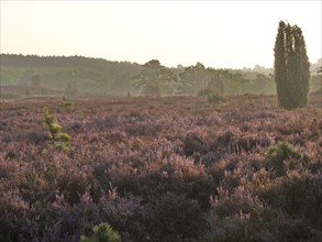 Heath blossom in the early morning in the Lüneburg Heath nature Park. The landscape in the heath