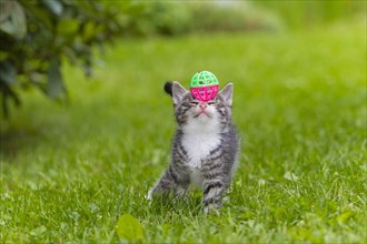 House cat, kitten with bell ball, mackerel, toys